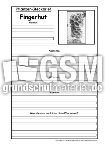 Pflanzensteckbrief-Fingerhut-SW.pdf